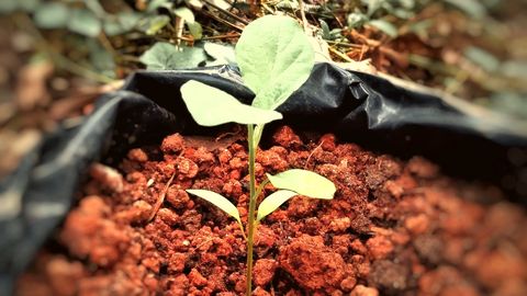 A green seedling growing out of reddish soil