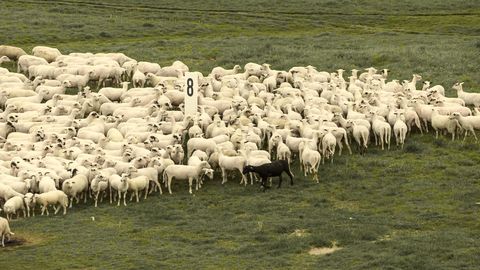 A large flock of sheep moving across a green field