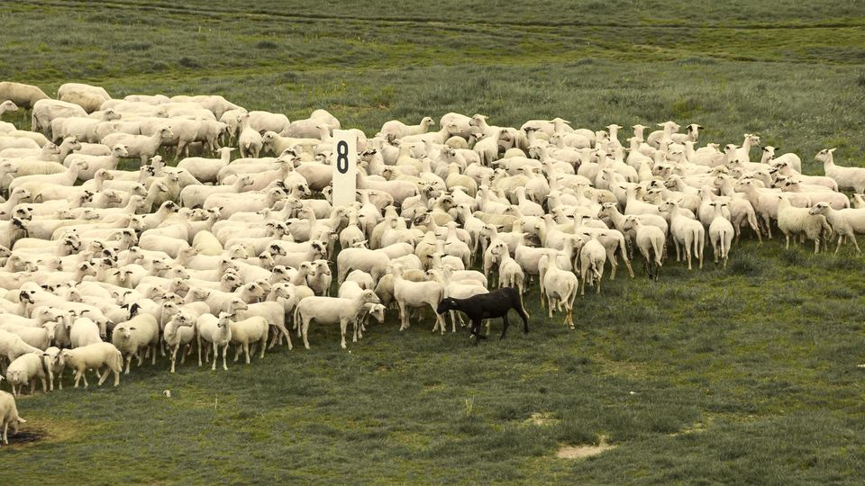 A large flock of sheep moving across a green field
