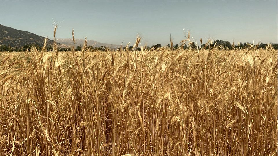A field of ripe golden wheat under a blue sky